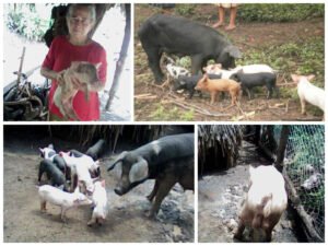 Mujeres rurales de Nicaragua mejoran sus ingresos gracias a la reproducción del ganado porcino