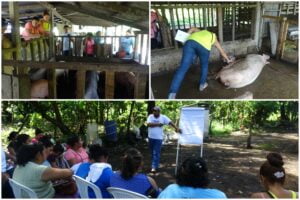 Las promotoras agropecuarias de El Viejo fortalecen sus conocimientos en el manejo de cerdos