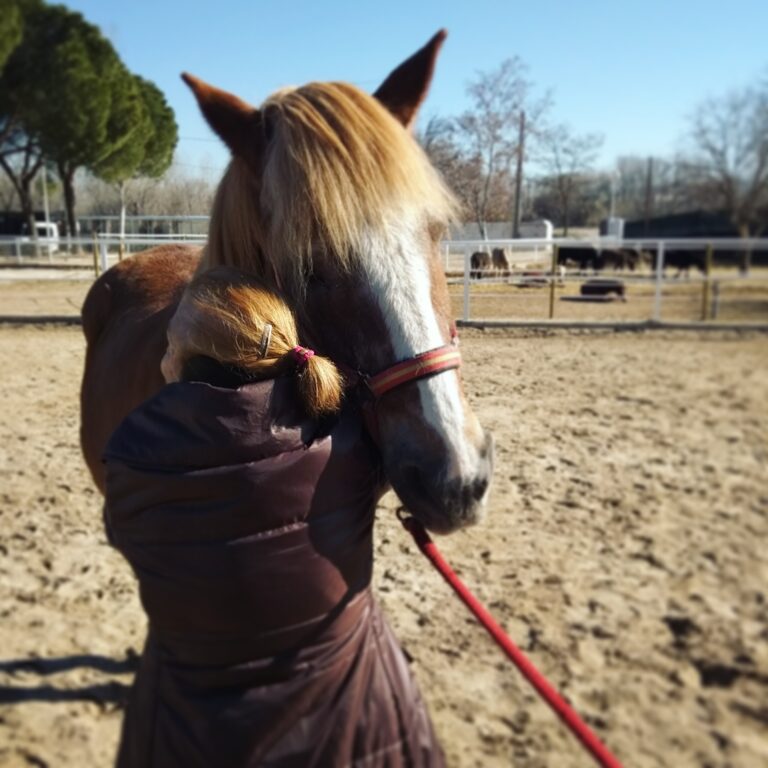 Aprendizaje con caballos con la Asociación ADHIN