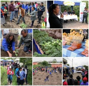 Siembra de la primera parcela de uvilla en Quisapincha (Ecuador)