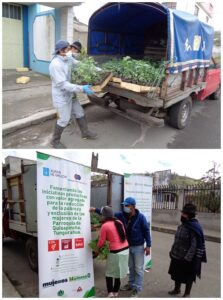 Entrega de plántulas de uvilla a agricultoras y agricultores de Quisapincha (Ecuador)