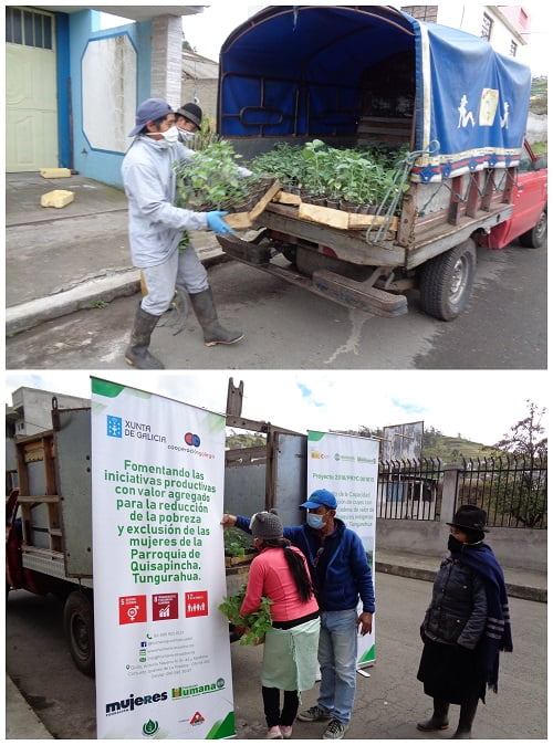 Entrega de plántulas de uvilla a agricultoras y agricultores de Quisapincha (Ecuador)